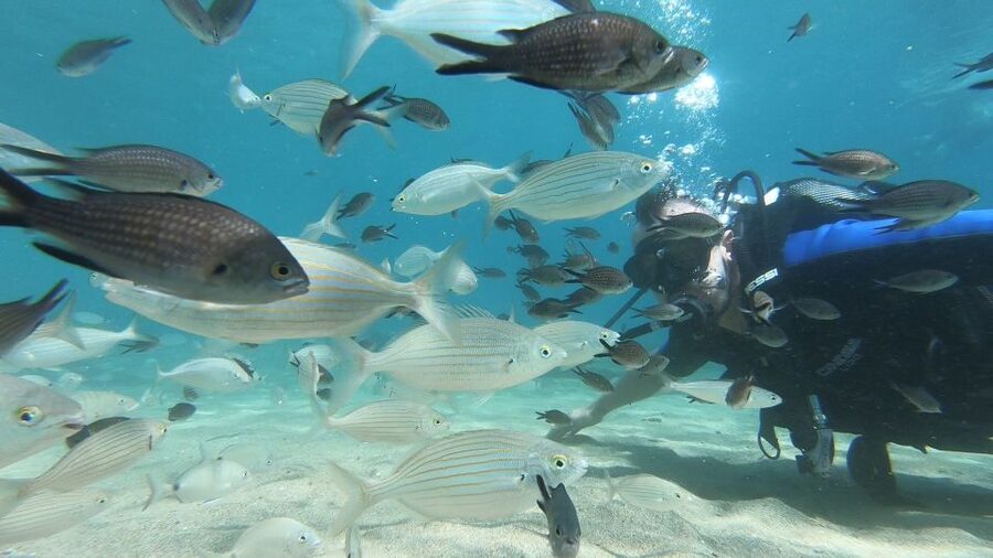 Heraklion: Beginner Scuba Diving Lesson with PADI Instructor - Being autonomous: learning control without the fear spiral
