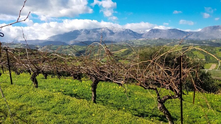 Heraklion: Cretan Wine Tasting Tour & Gourmet Lunch - Who Should Book This Cretan Wine and Olive Oil Tour
