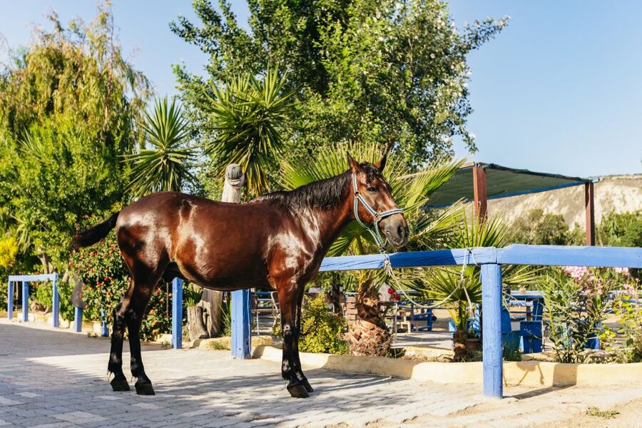 Heraklion: Finikia Horse Riding Tour with Lunch or Dinner - Who should book this horse ride, and who should skip it