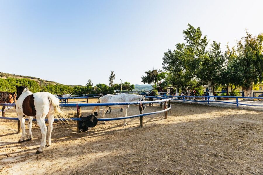 Heraklion: Finikia Horse Riding Tour with Lunch or Dinner - Canter and gallop: how weather decides your adrenaline