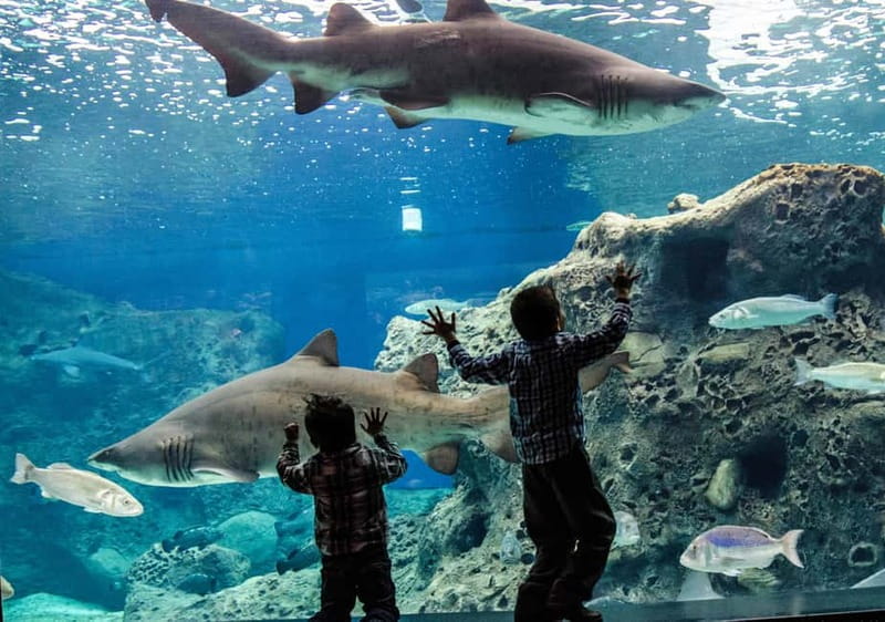 Heraklion: Heraklion Market & CretAquarium <em>SKIP The Line – Key things that make this tour worth your time’ /></p>
<ul>
<li><strong>Cretaquarium with skip-the-line tickets</strong> purchased on board, then a guided-and-self paced aquarium visit</li>
<li><strong>Marine highlights for kids and adults</strong>: sharks, clams, sea turtles, plus the jellyfish showpiece</li>
<li><strong>Liberty Square + Venetian Lion Fountain Morosini</strong> gives you quick context for what you’re seeing</li>
<li><strong>Koules Fortress and Venetian Walls</strong> are right by the harbor, great for photos and sea-breeze breaks</li>
<li><strong>Open-air market time designed for browsing and bartering</strong> (think snacks, fruit/veg, and everyday items)</li>
</ul>
<div class="twil" style="margin: 20px 0; padding: 15px 0;"><p>More of Heraklion, its museums and old streets</p><ul style="margin: 10px 0; padding-left: 0; list-style: none;"><li style="margin: 0 0 12px 0; padding: 0 0 12px 0; border-bottom: 1px solid #eee; line-height: 1.4;"><a href="https://cretetourreviews.com/heraklion-archaeological-museum-ticket-audio-guide/">Heraklion Archaeological Museum Ticket & Audio Guide</a><br><span style="font-size: 0.82em; color: #555;"><span style="color: #ce853e;">★</span> 4.3 &nbsp;&middot;&nbsp; 396 reviews</span></li><li style="margin: 0 0 12px 0; padding: 0 0 12px 0; border-bottom: 1px solid #eee; line-height: 1.4;"><a href="https://cretetourreviews.com/chania-rethymno-knossos-palace-heraklion-city-tour/">Chania/Rethymno: Knossos Palace & Heraklion City Tour</a><br><span style="font-size: 0.82em; color: #555;"><span style="color: #ce853e;">★</span> 4.3 &nbsp;&middot;&nbsp; 152 reviews</span></li><li style="margin: 0 0 12px 0; padding: 0 0 12px 0; border-bottom: 1px solid #eee; line-height: 1.4;"><a href="https://cretetourreviews.com/knossos-archaeological-museum-shared-guided-tour-from-chania/">Knossos & Archaeological Museum Shared Guided Tour from Chania</a><br><span style="font-size: 0.82em; color: #555;"><span style="color: #ce853e;">★</span> 5.0 &nbsp;&middot;&nbsp; 41 reviews</span></li><li style="margin: 0; padding: 0; border-bottom: none; line-height: 1.4;"><a href="https://cretetourreviews.com/knossos-palace-heraklion-city-tour/">Knossos Palace & Heraklion City Tour</a><br><span style="font-size: 0.82em; color: #555;"><span style="color: #ce853e;">★</span> 4.0 &nbsp;&middot;&nbsp; 37 reviews</span></li></ul></div><h2 id="the-6-hour-rhythm-aquarium-first-heraklion-center-last">The 6-hour rhythm: aquarium first, Heraklion center last</h2>
<p><img width="800" height="450" decoding="async" src=