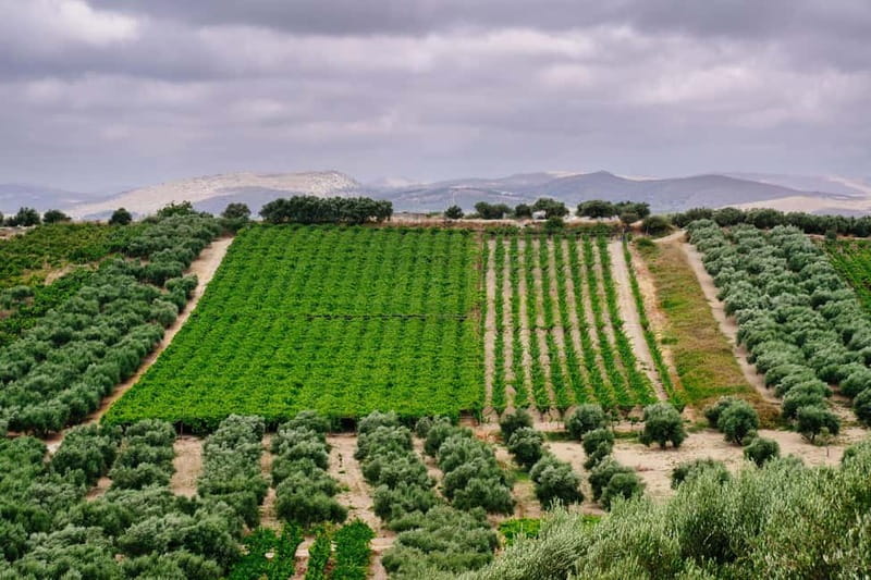 Heraklion: Olive oil and Wine Tour with Lunch - Meet Areti Valtadorou: how the tour stays personal