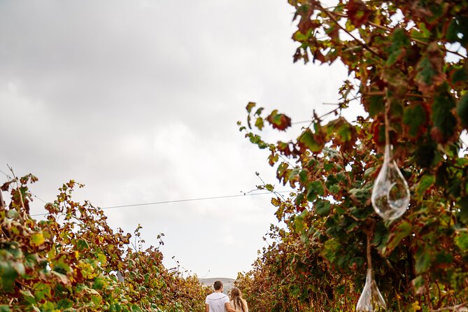 Heraklion Private Half-Day Gastronomy Diaries Experience in Lyrarakis Winery - Lunch and pairing menu: cheese, dolmadakia, stews, and galaktoboureko