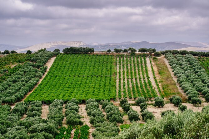 Heraklion Private Olive Oil and Wine Gastronomy tour with Lunch - A 6-hour Crete Food-and-Wine Day That’s Actually Structured