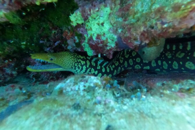 Heraklion: Scuba Diving Experience for Beginners - Instructor support you can feel: beginner comfort over big bravado