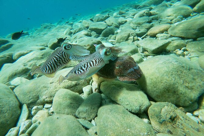 Heraklion: Scuba Diving Experience for Beginners - Group size and pacing: small numbers, but still a real schedule