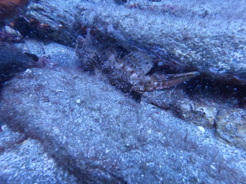 Heraklion: Scuba Diving Experience for Beginners _Beach - 30-minute digital theory: what you learn before you go under