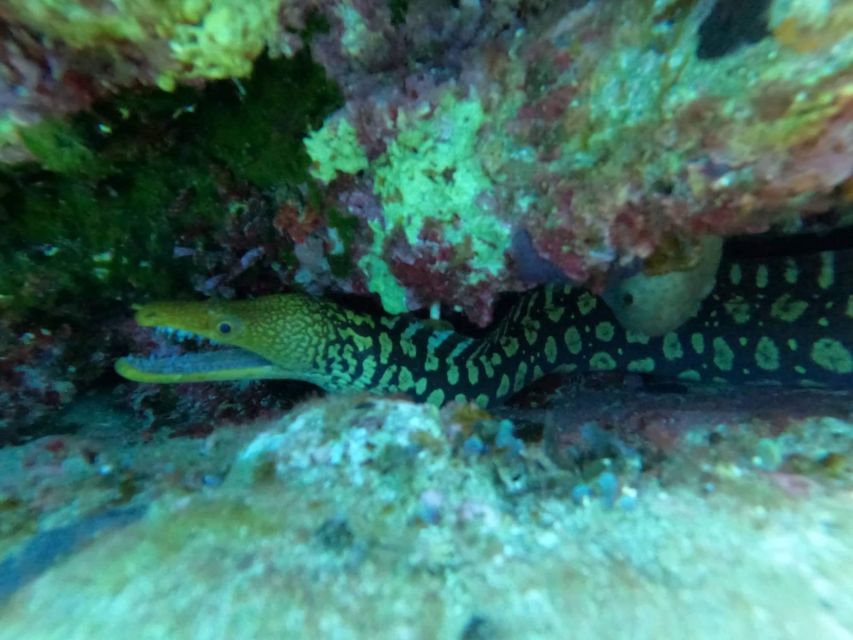 Heraklion: Scuba Diving Experience for Beginners _Beach - Gear and insurance: included, and that’s part of the value
