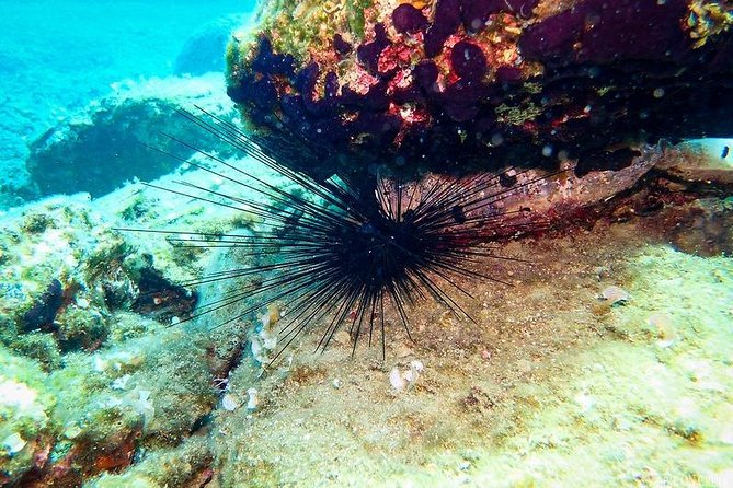 Heraklion: Scuba Diving Experience for First-Timers - Equipment, Hand Signals, and Safety Coaching That Actually Helps
