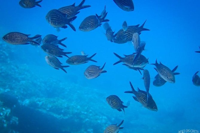 Heraklion: Scuba Diving Experience for First-Timers - Transfer Matters: Agia Pelagia to Malia Pickup Can Save You Heat and Hassle