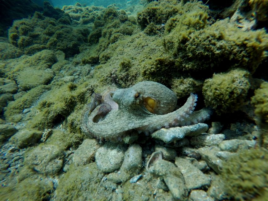 Heraklion: Try Scuba Diving For Beginners (1 dive) - Instructor attention in groups of 8: what you gain