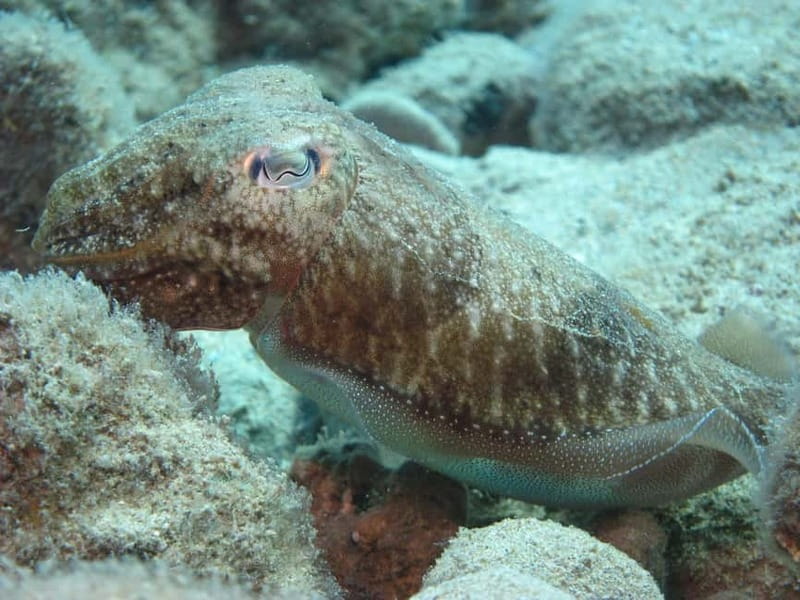 Hersonissos, Stalida: Scuba Diving Experience for beginners - Theory That Won’t Put You to Sleep: Video, Gear Fit, and Clear Signals