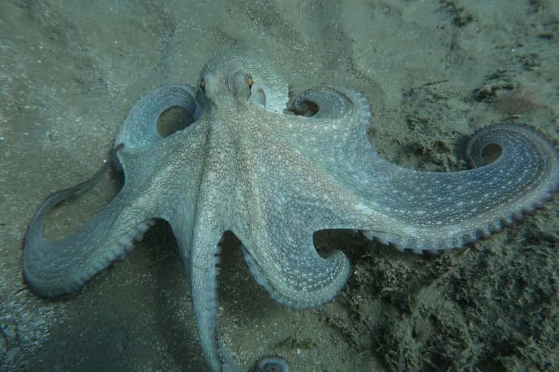 Hersonissos, Stalida: Scuba Diving Experience for beginners - Instructors, Language, and the Small-Group Advantage