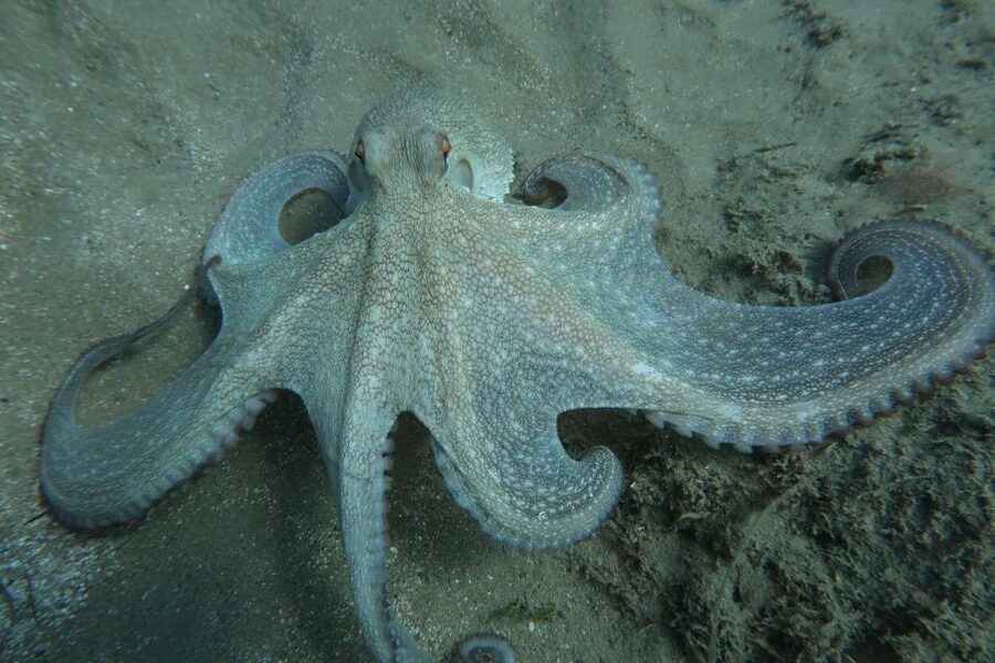 Hersonissos, Stalida: Scuba Diving Experience for beginners - Price and Value: Is $104 Worth 3 Hours on the Water?