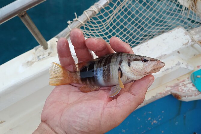 Hook Your Adventure Now with Chania Rod Fishing Experience - How this 3-hour fishing outing works from Kalyves
