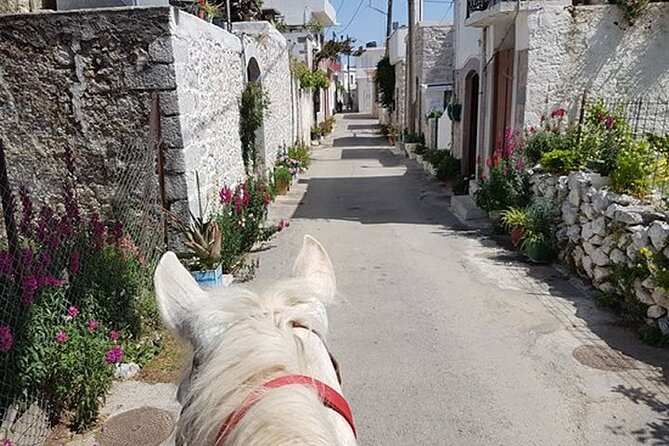 HORSE RIDING 1.5 hours mountains from area Hersonissos CRETE - Weather, Cancellation, and How to Plan Your Day Without Stress