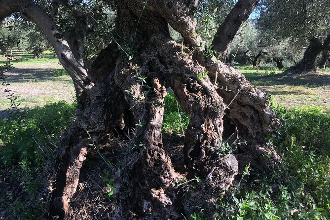 In Crete Discover the miracle of Olive Oil and Organic Fruits - Stop 1 in Vamos: the modern olive oil factory experience