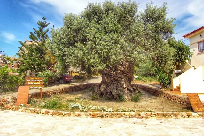 In Crete Discover the miracle of Olive Oil and Organic Fruits - Stop 5 in Apokoronas: a monastery tied to olive oil