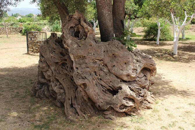 In Crete Discover the miracle of Olive Oil and Organic Fruits - Stop 3 in Kalyves: pick fruit at a private farm