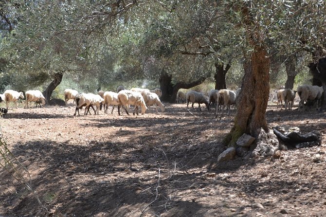 Jeep Safari 4x4 Crete real off road mountain tracks with Lunch from Hersonissos - The Aposelemis Dam and the Sunken Village View