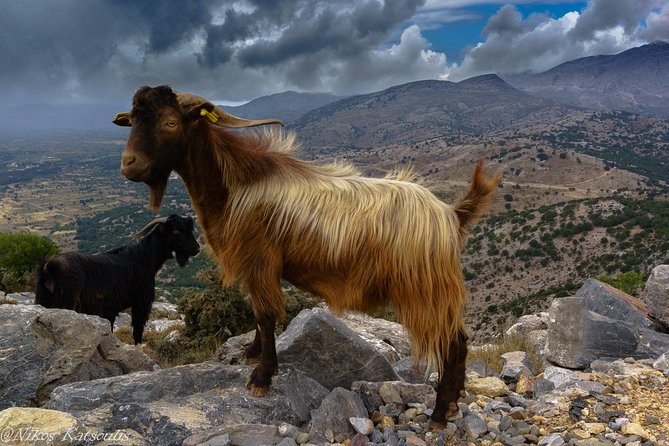 Katharo Route Tour from Agios Nikolaos - The included 3-course lunch with unlimited wine: where the tour slows down