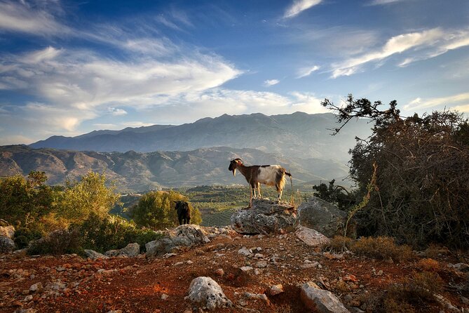 Knossos & Lasithi Plateau: Villages, Olive Oil Tour From Elounda - Lassithi Plateau and the Windmills: Real History, Not Just Photos