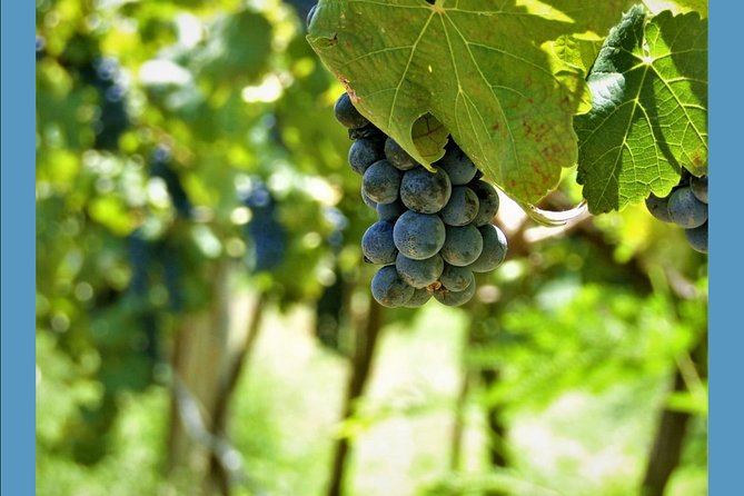 Knossos Wine & More - Price and value: $650.91 for up to 4 people