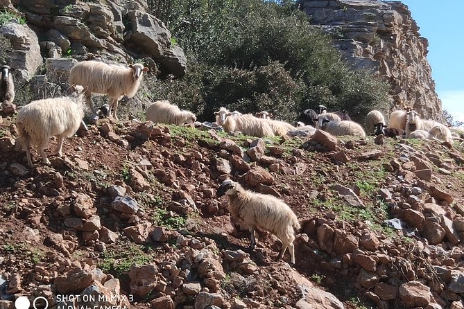 Lasithi –Plateau Traditional Vilages - Stop 2: Katharo Plateau (1,250m) and the Cretan Dwarf Hippo Fossils