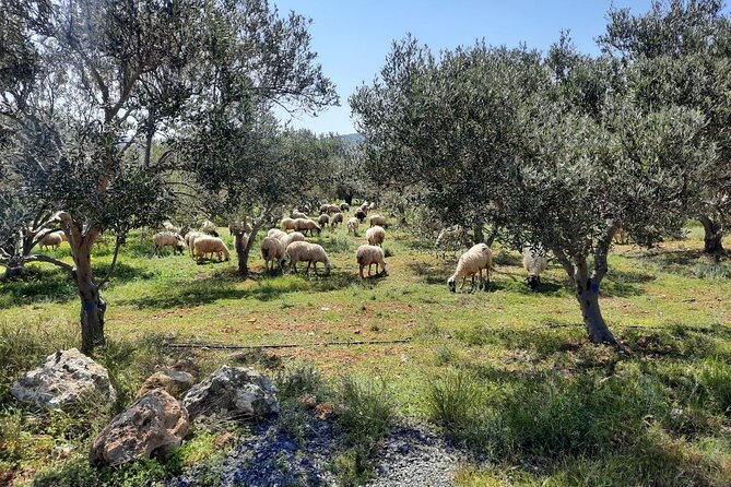 LUXURY Jeep Safari WRANGLER CRETE (also for CRUISE SHIPS) - Sfendili and the Aposelemis Dam: the view of a sunken village