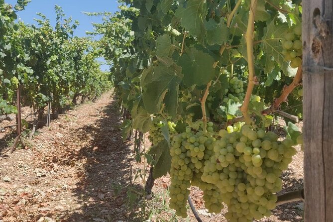 LUXURY PRIVATE Wine Tasting in CRETE (also for CRUISE SHIPS) - Pickup and Timing: How to Make the Day Feel Smooth