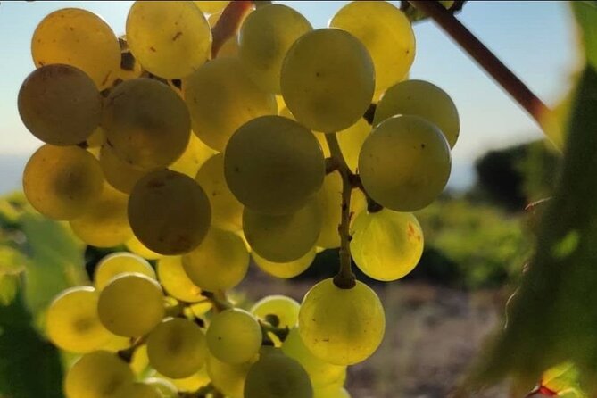 LUXURY PRIVATE Wine Tasting in CRETE (also for CRUISE SHIPS) - Price and Value: Is $197.06 Per Person Worth It?