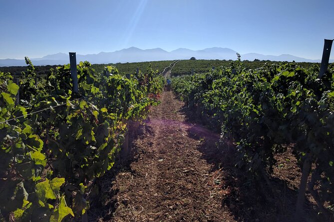 LUXURY PRIVATE Wine Tasting in CRETE (also for CRUISE SHIPS) - Who This Wine Tasting Suits Best (And Who Should Skip It)
