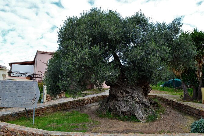 Monastery - Ancient Olive tree & Museum-Cretan Brewery Private Tour from Chania - Key highlights to know before you go