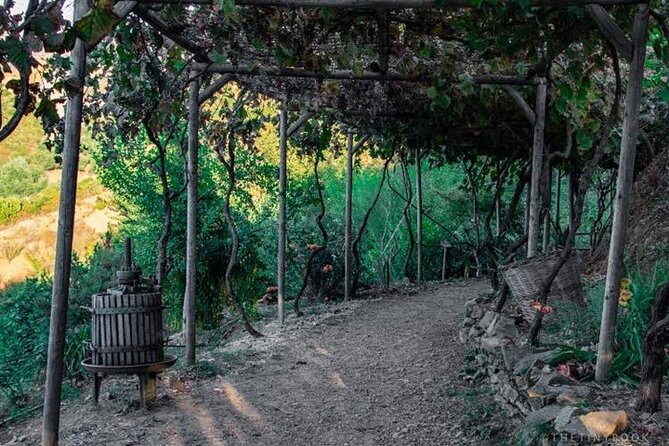 Off-Road Safari, Traditional Villages & Botanic Garden Walk - The 4x4 vehicle experience: comfort, Wi-Fi, and sensible breaks