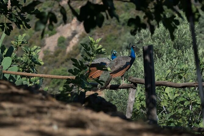 Off-Road Safari, Traditional Villages & Botanic Garden Walk - Price check: is $222.34 per person good value?