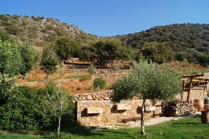 Olive Mill Festival - Timing in Heraklion: what a 6:00 pm start means