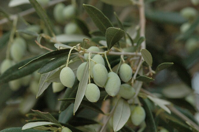 Olive Oil Tasting Tour - How the guide keeps it personal (and why private helps)