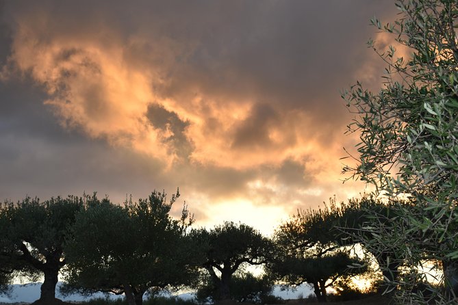 Olive Oil Tasting Tour - Best time to fit it into your Cretan day