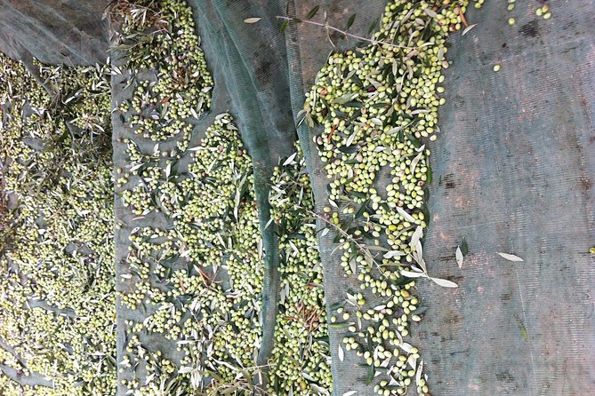 Olive Oil Tasting Tour - The production walkthrough: organic farming to first cold pressed oil