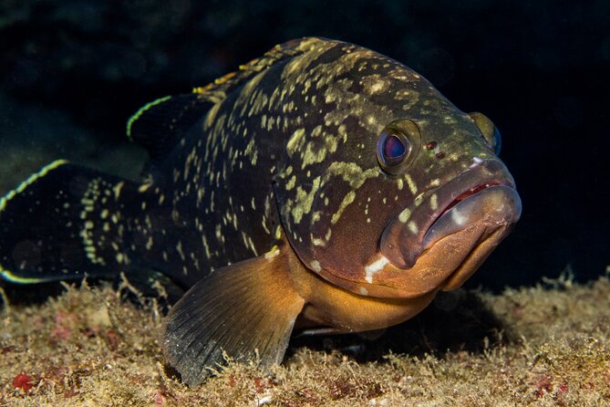 Plakias: Try Scuba Diving first time - Private, from 8 yrs. - Price and logistics: what $174.03 gets you (and what it doesn’t)