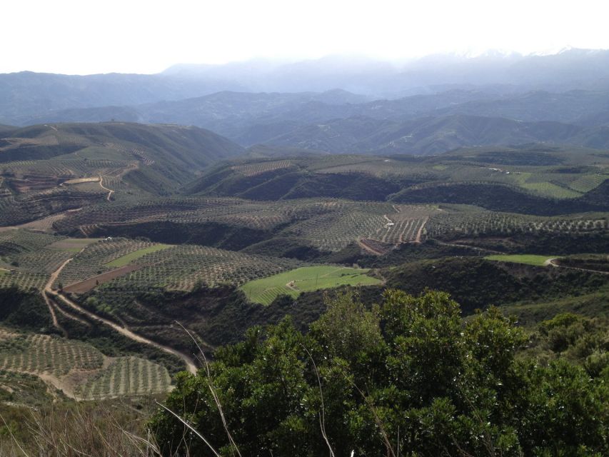 Private Exclusive Manousakis Winery and Vineyard Tour - Key things to know before you go