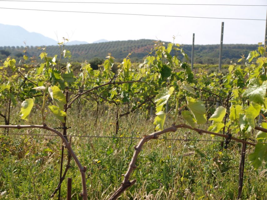 Private Exclusive Manousakis Winery and Vineyard Tour - The 5-wine tasting plus lunch: where value really shows