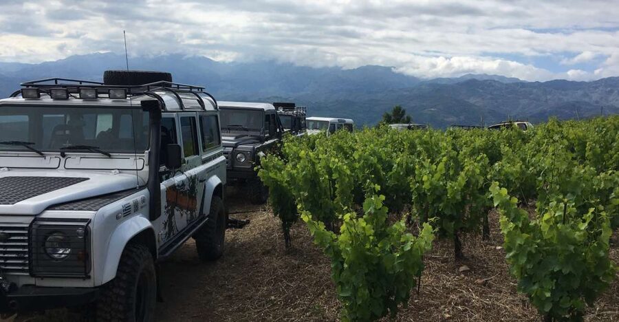 Private Exclusive Manousakis Winery and Vineyard Tour - Pickup timing and how the schedule actually feels