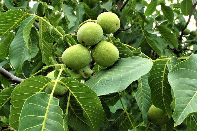 Private Guided Tour to Lasithi Plateau Villages & Olive Oil Mill - Tzermiado stroll: narrow streets, old buildings, and Greek yogurt