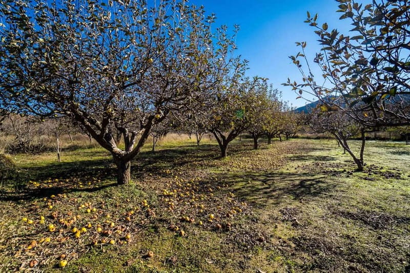 Private Jeep Tour to Psiloritis Mountain & Cooking Lesson - Psiloritis Chalet cheese-making: the hands-on part you’ll remember