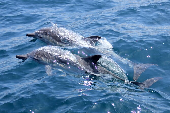 Private Sailing Cruise to Dia Island with Meal & Water Activities - Crew and boat: comfortable sailing with the right kind of attention