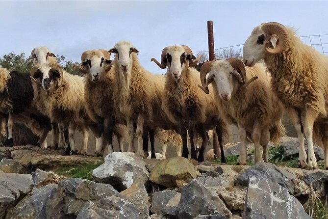 Private Tour-Knossos Palace Zeus Cave Olive Oil Mill & Wine - Windmills of the Lasithi Plateau: picture-perfect, with a working-agriculture story