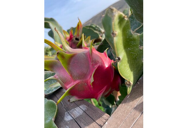 Private Traditional Olive Grove and Dragon Fruit Farm Tour - Key points before you go