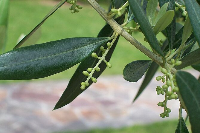 Private Traditional Olive Grove and Dragon Fruit Farm Tour - Meeting at Evangelismou 135: get parked fast and oriented quickly