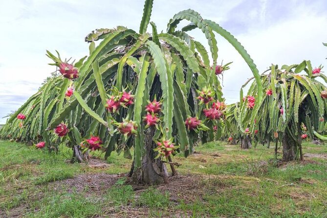Private Traditional Olive Grove and Dragon Fruit Farm Tour - The tasting on the terrace: why this tour is worth the money